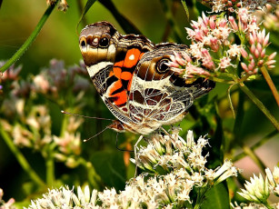 Картинка painted lady животные бабочки