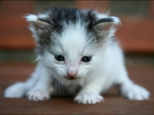 Картинка sergey ababkov первые шаги животные коты