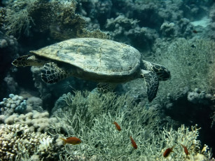 Картинка suomen полет животные Черепахи