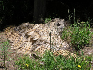 Картинка животные совы