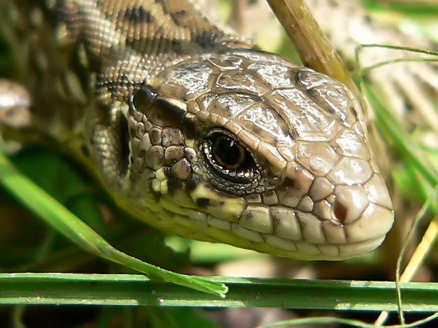 Обои картинки фото kosopuz, потомок, динозавров, животные, Ящерицы, игуаны, вараны