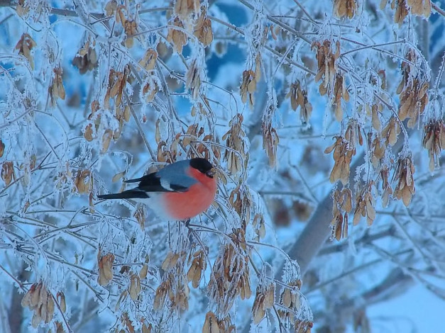 Обои картинки фото сергей, щербаков, снегирь, синем, животные, снегири
