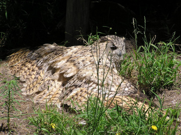 Обои картинки фото животные, совы