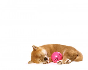 Картинка животные собаки