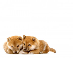 Картинка животные собаки