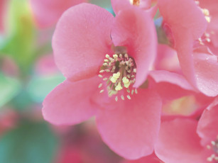 Картинка цветы