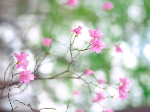 Картинка цветы цветущие деревья кустарники