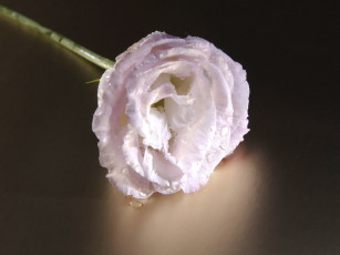 Картинка цветы эустома