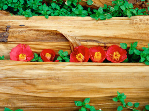 Картинка цветы камелии