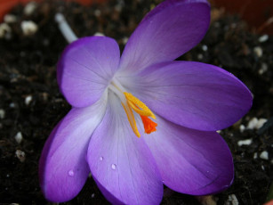 Картинка цветы крокусы