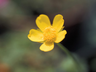 Картинка цветы луговые полевые