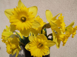 Картинка цветы нарциссы