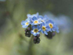 Картинка цветы незабудки