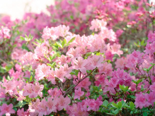 Картинка цветы рододендроны азалии