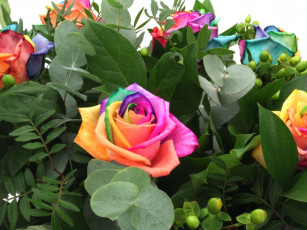 Картинка цветы розы