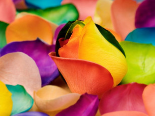 Картинка цветы розы