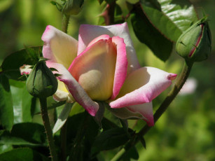 Картинка цветы розы