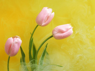 Картинка цветы тюльпаны