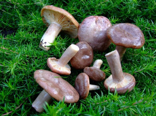 Картинка еда грибы грибные блюда