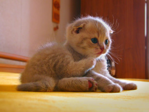 Картинка животные коты