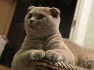 Картинка животные коты