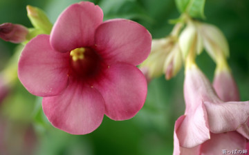 Картинка цветы