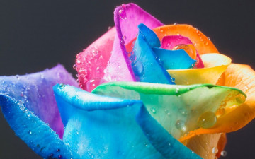 Картинка цветы розы