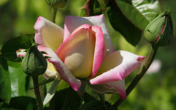 Картинка цветы розы