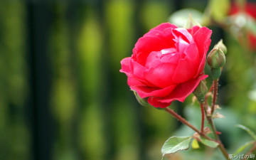 Картинка цветы розы