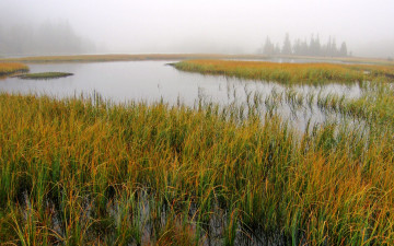 Картинка природа