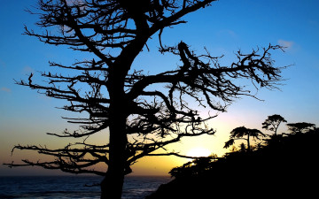 Картинка природа деревья