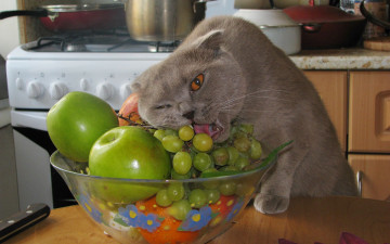 Картинка животные коты