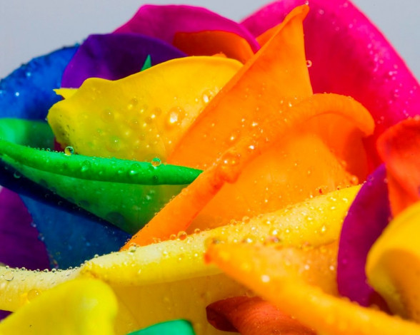 Обои картинки фото цветы, розы