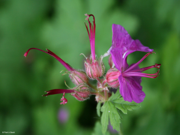 Обои картинки фото цветы