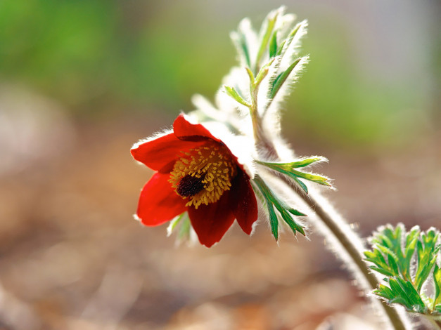 Обои картинки фото цветы, анемоны, адонисы