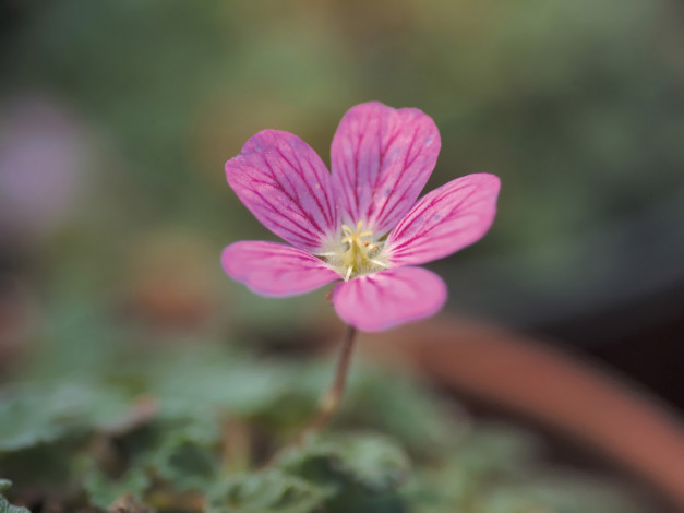 Обои картинки фото цветы, герань