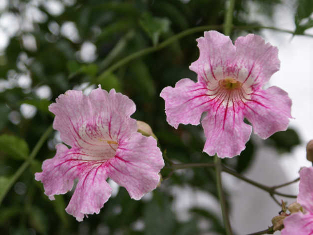 Обои картинки фото цветы, кампсис, текома