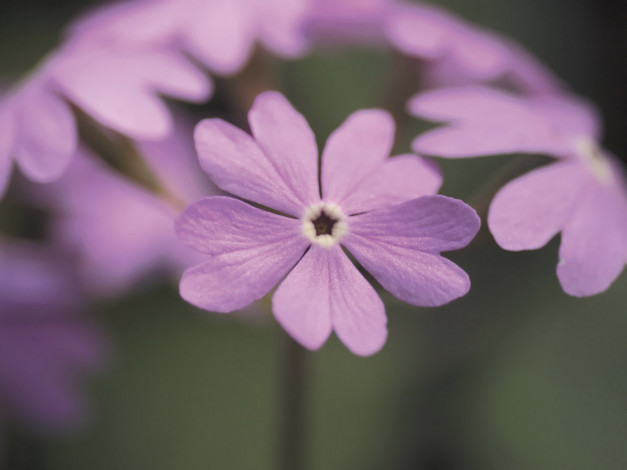 Обои картинки фото цветы, примулы