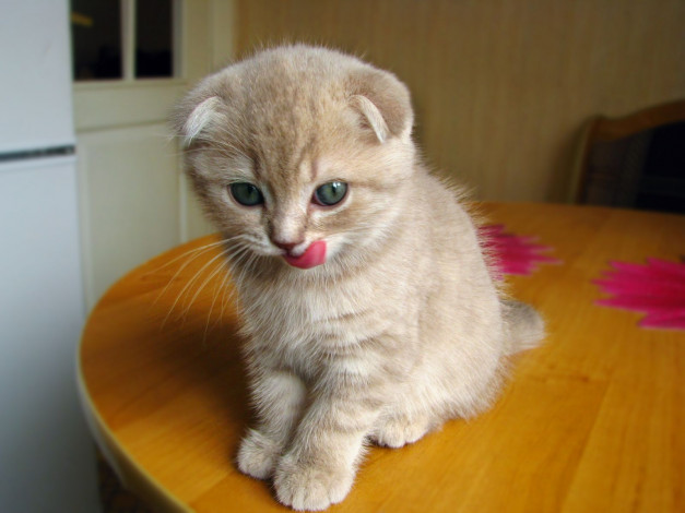 Обои картинки фото животные, коты