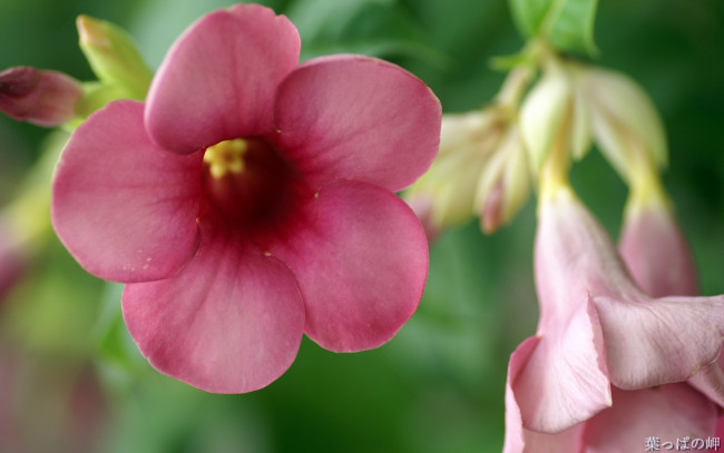 Обои картинки фото цветы