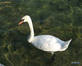 Картинка животные лебеди