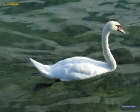 обоя животные, лебеди