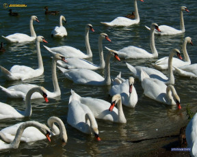 Картинка животные лебеди