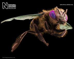 Картинка животные пчелы осы шмели