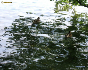 обоя животные, утки