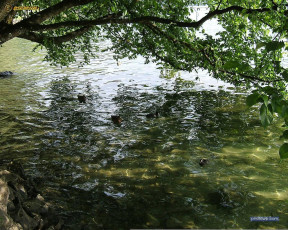 обоя животные, утки