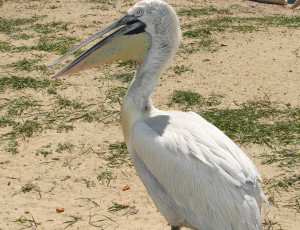 Картинка животные пеликаны