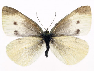 Картинка животные бабочки