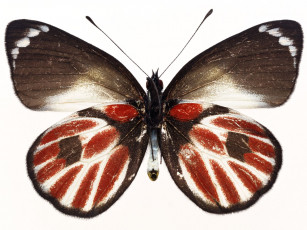 Картинка животные бабочки