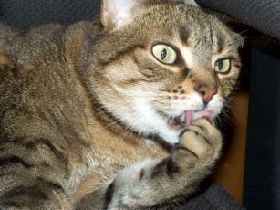 Картинка животные коты